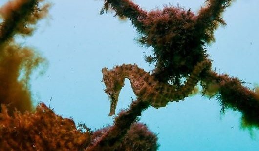 A small seahorse hanging off a seaweed covered fence underwater